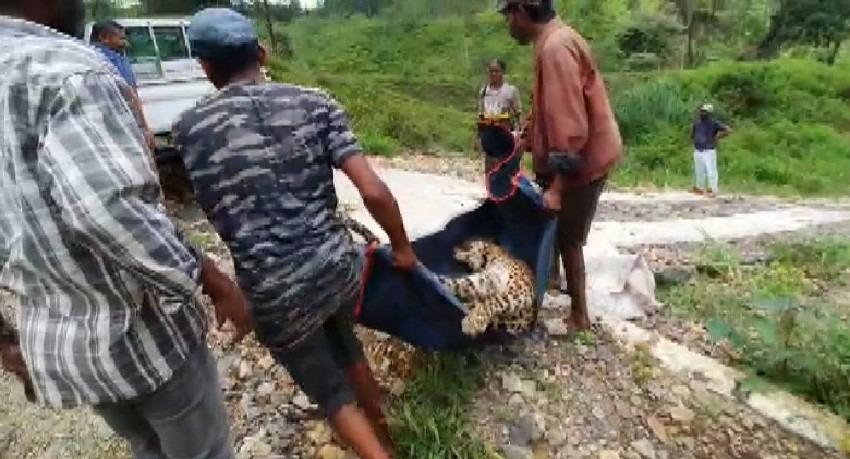 Leopard carcass discovered from Nawalapitiya